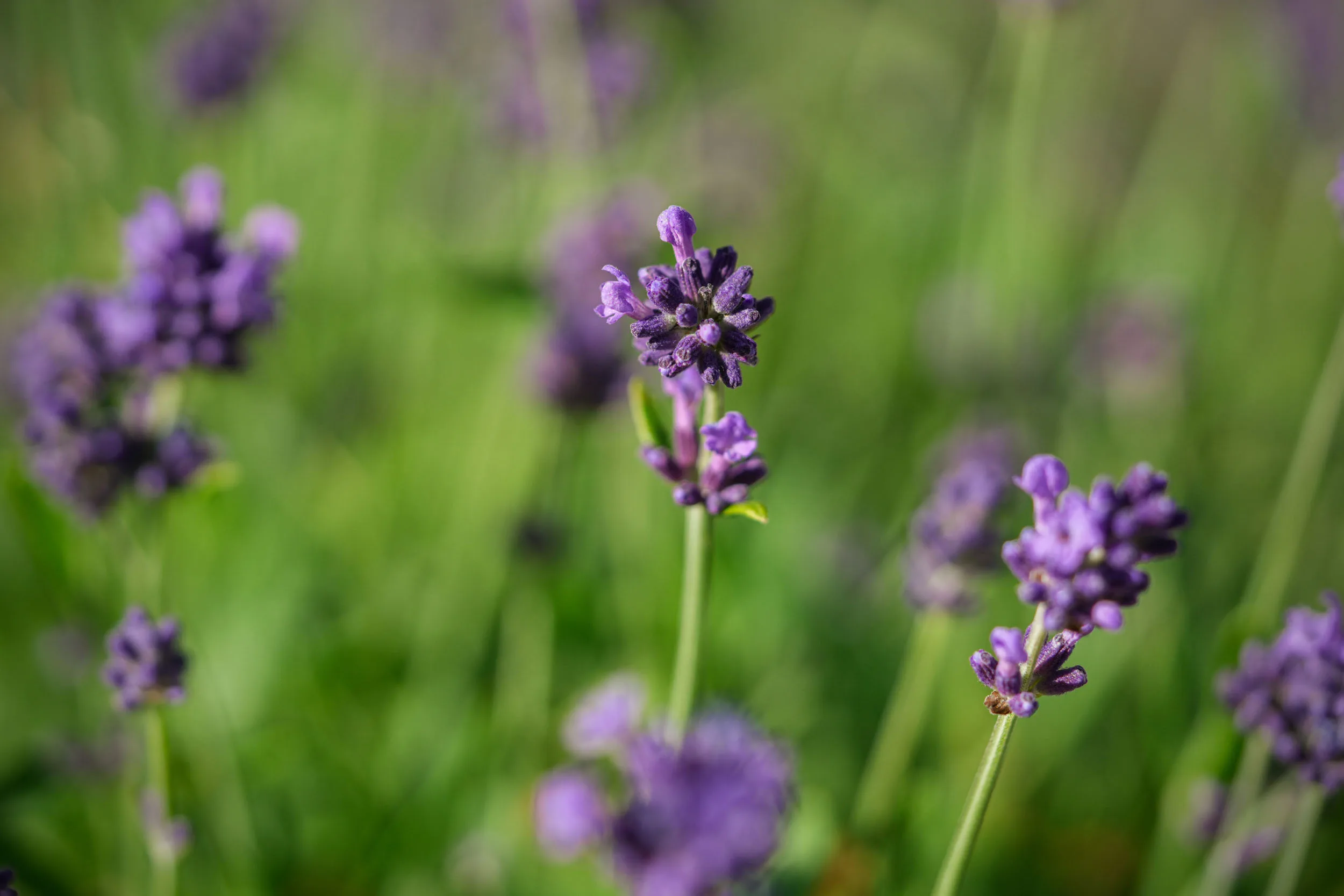 Lavanda